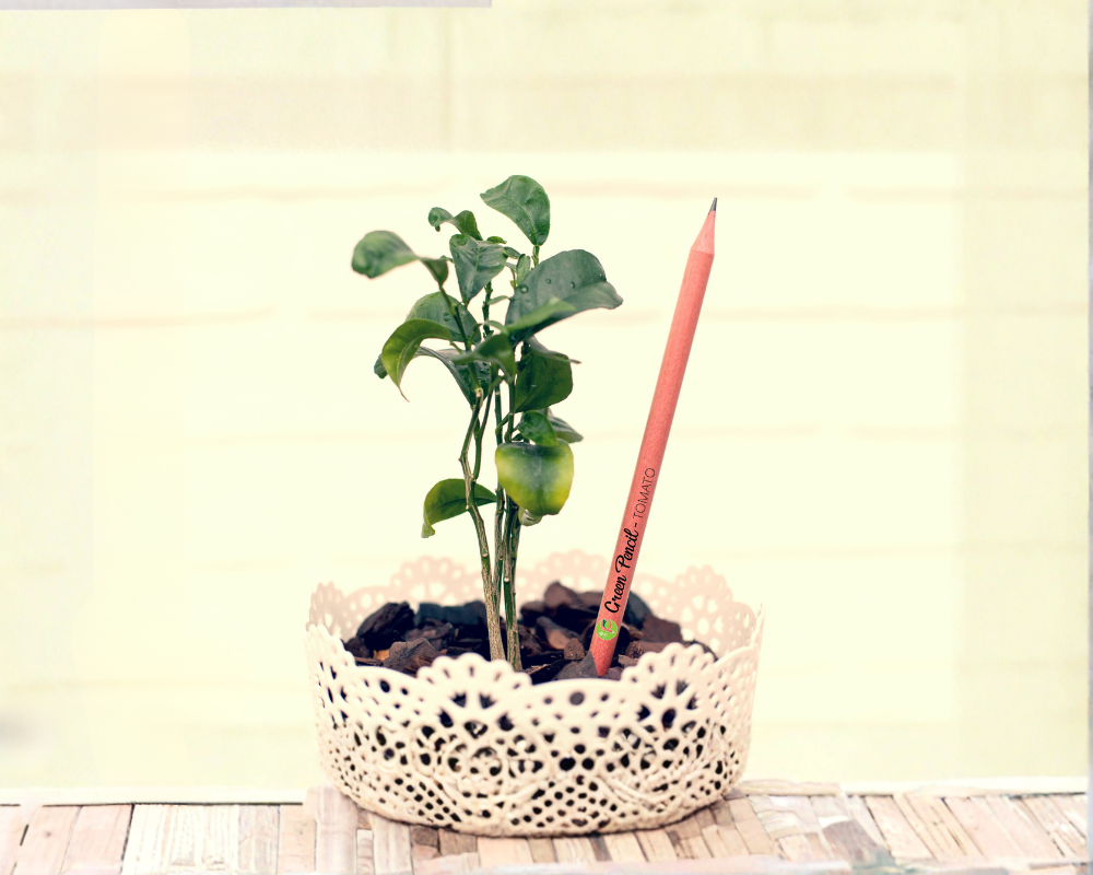 Watch Your Plant Grow